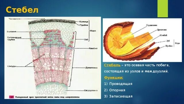 Таблица слой стебля особенности строения функции. Таблица слой стебля особенности строения функции