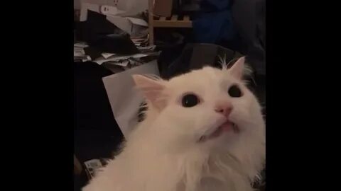 Где орут кот