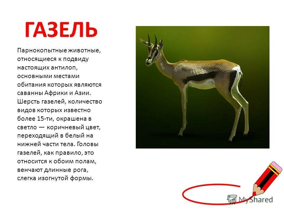 газель джейран самка. животное относится к газелям. антилопа джейран обитает. животное относится к газелям. импала газель.