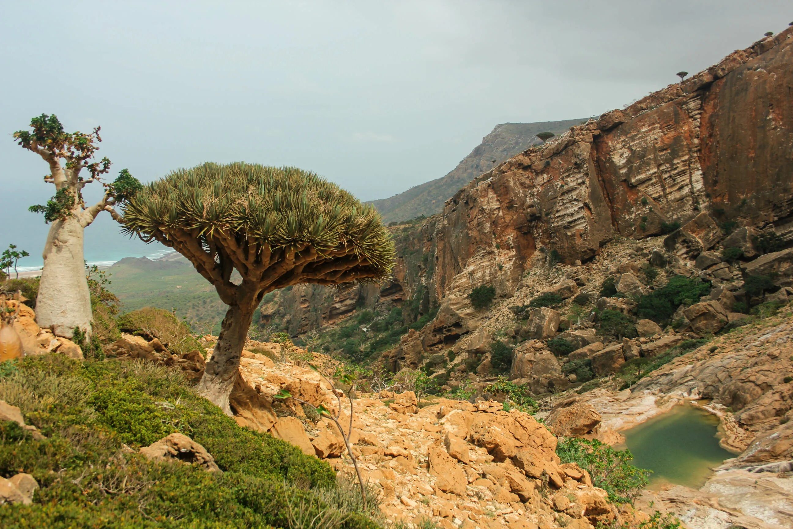 Остров сокотра (socotra), йемен. Острова сокотра йемен природа. Сокотра (мухафаза). Острова сокотра йемен природа. Бутылочное дерево сокотра.