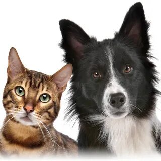 Какие собаки не любят кошек