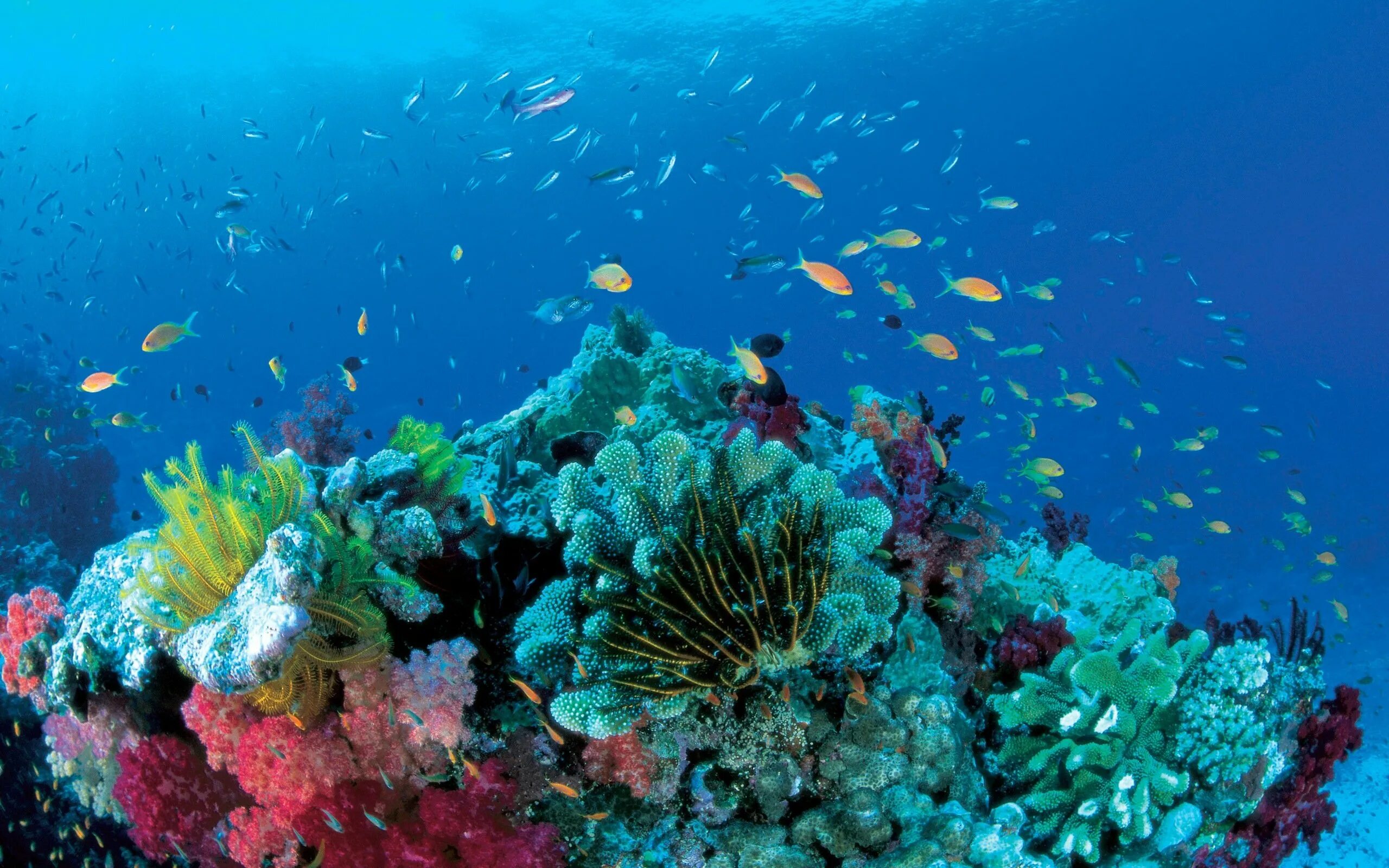 Коралловый риф протянувшийся вдоль восточной окраины материка. Коралловый риф в Австралии. Морской парк большого барьерного рифа. Большой Барьерный риф дайвинг. Большой Барьерный риф Австралия рыбы.