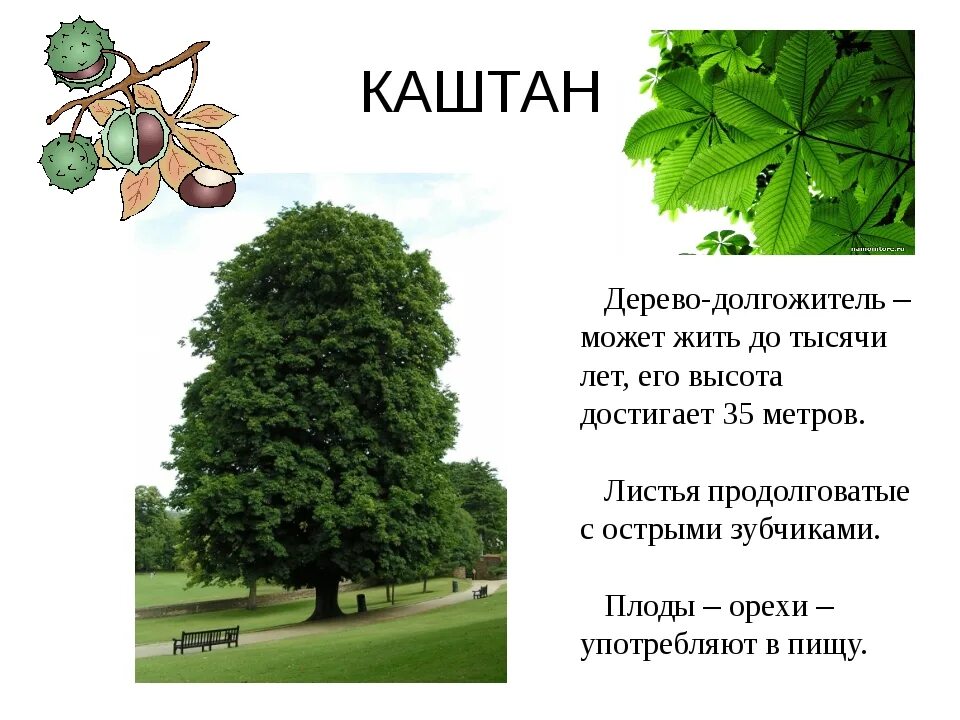 Описание деревьев для детей. Каштан конский высота дерева. каштан дерево описание. описание дерева. информация о деревьях.