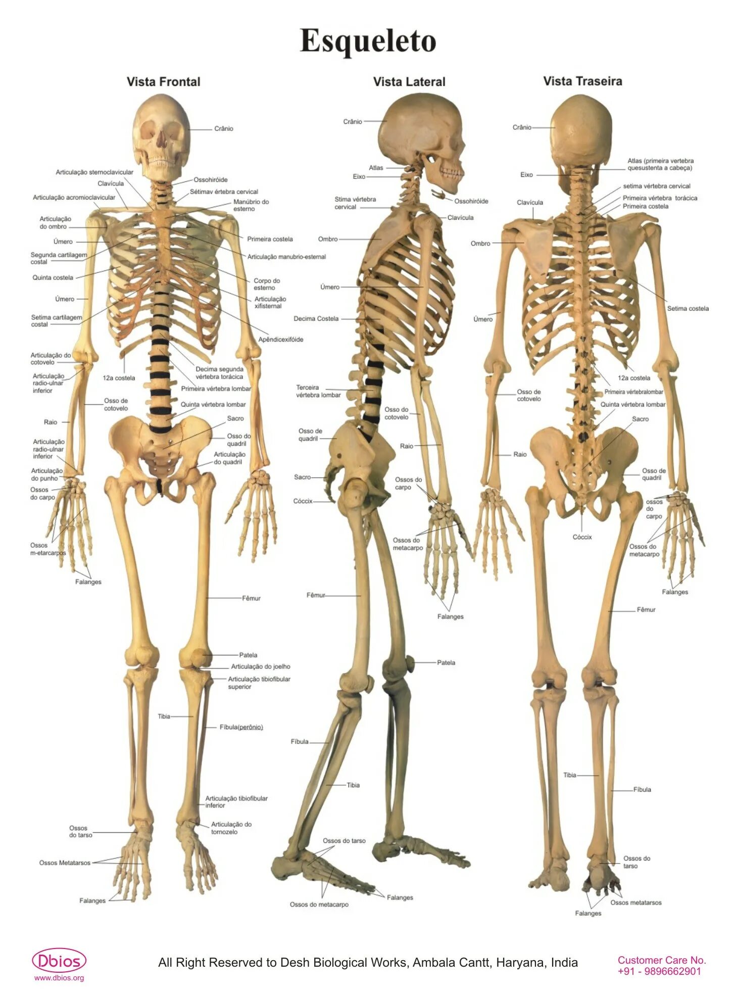 The skeleton is composed of bones