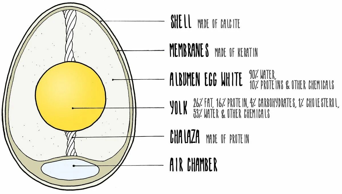 Яйцо в разрезе. Куриное яйцо в разрезе. Халазы в яйце. Яйцо в разрезе рисунок.