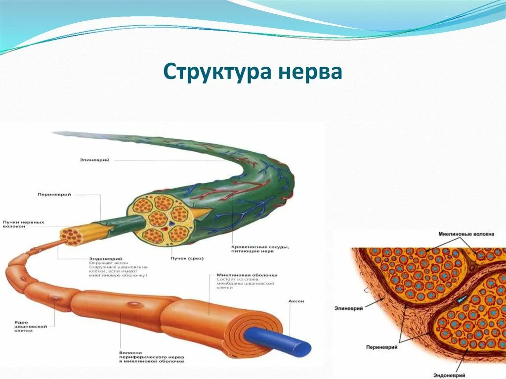 Строение нерва рисунок. Строение нерва эпиневрий периневрий эндоневрий. Строение нерва и нервного волокна. Строение периферических нервных волокон. Строение периферического нерва эндоневрий.