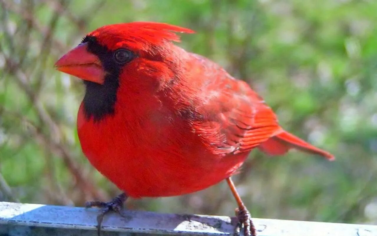 Красный хохлатый Кардинал. Красный Зяблик Кардинал. Северный Кардинал птица. Виргинский Кардинал птица.
