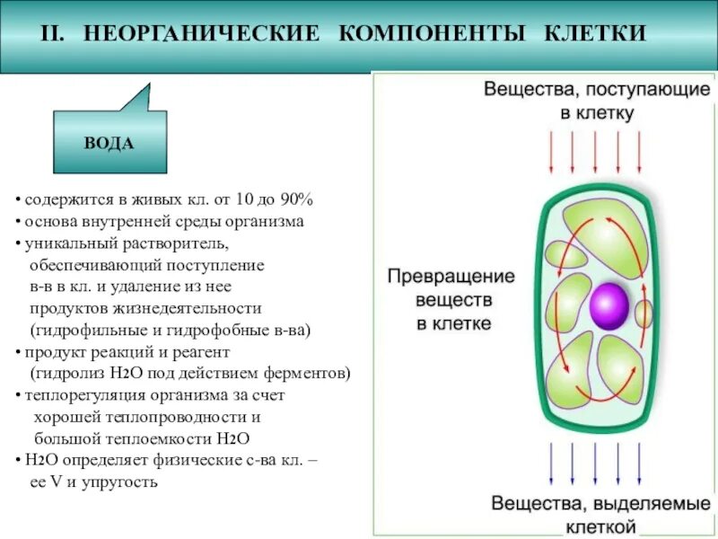 Химический состав клетки функции веществ. Неорганические вещества клетки строение свойства функции. Неорганические вещества клетки таблица 10 класс. Неорганические компоненты клетки. Химический состав клетки вода и Минеральные вещества клетки.