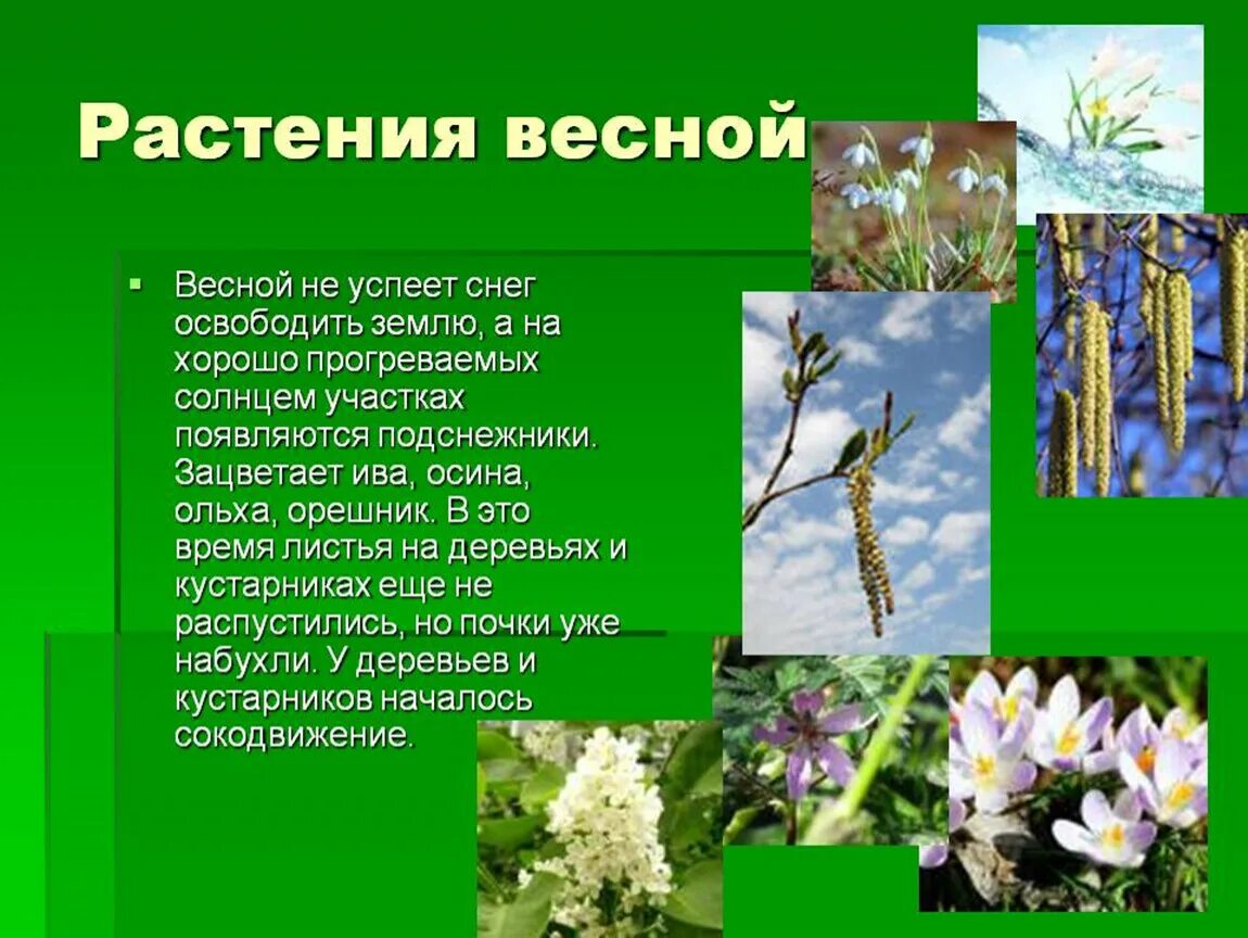 Весенние изменения растений. Доклад растения весной.