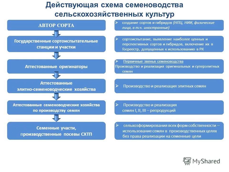 Этапы создания нового сорта