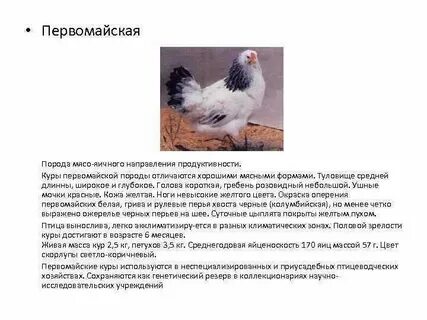 Мясо яичное направление