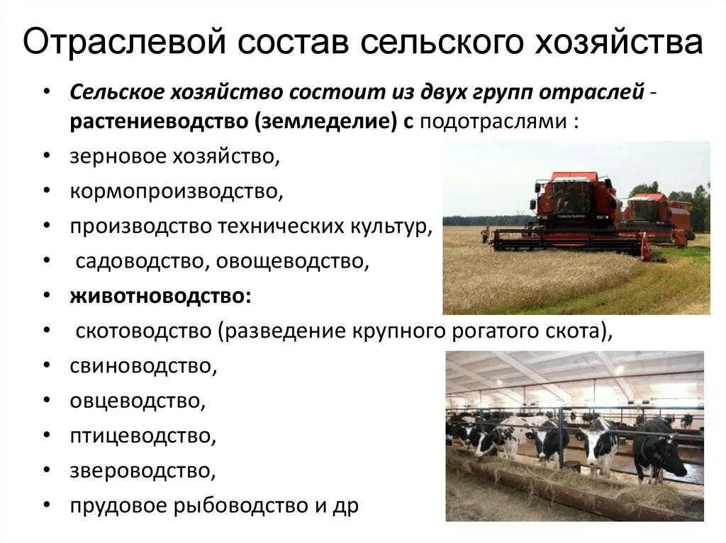 Особенности экономики как хозяйства. Отрасли сельского хозяйства. Сельскохозяйственная отрасль. Сельскохозяйственная промышленность. Отраслевой состав сельского хозяйства.