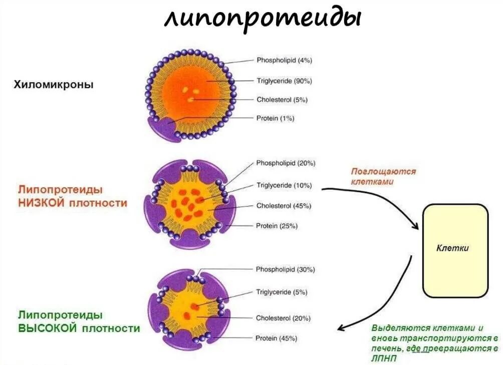 Пониженный холестерин лпвп в крови. Липопротеиды, хиломикроны: состав, строение.. Липопротеины высокой плотности ЛПВП строение. ЛПВП схема строения. Строение бета липопротеинов.