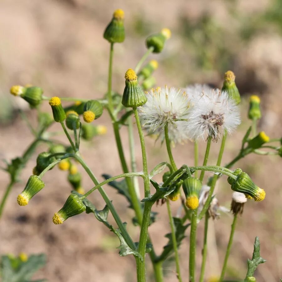 Кристовик обыкновенный. Крестовник Луговой. Крестовник (Senecio vulgaris). Крестовник обыкновенный