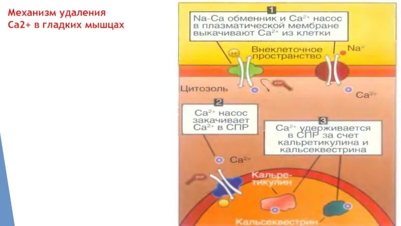 Саркоплазматический ретикулум кардиомиоцитов. Соращение глдыной имышцы. Раздражители гладких мышц. Механизм сокращения гладких мышц. Нейропептид y.