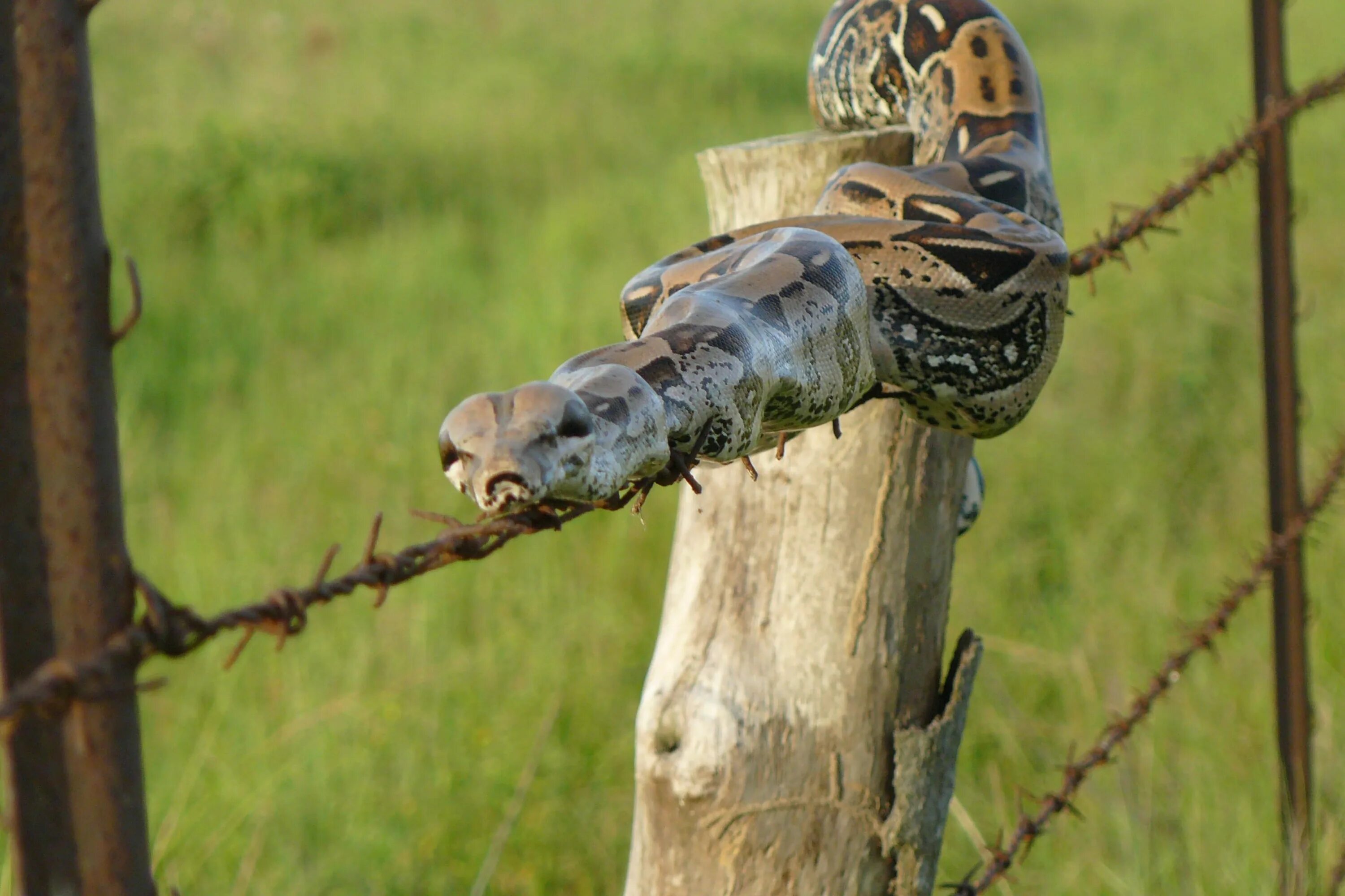 Смешные змеи. Смешной питон. Змеи приколы. Фото змеи прикольные. Snakethug