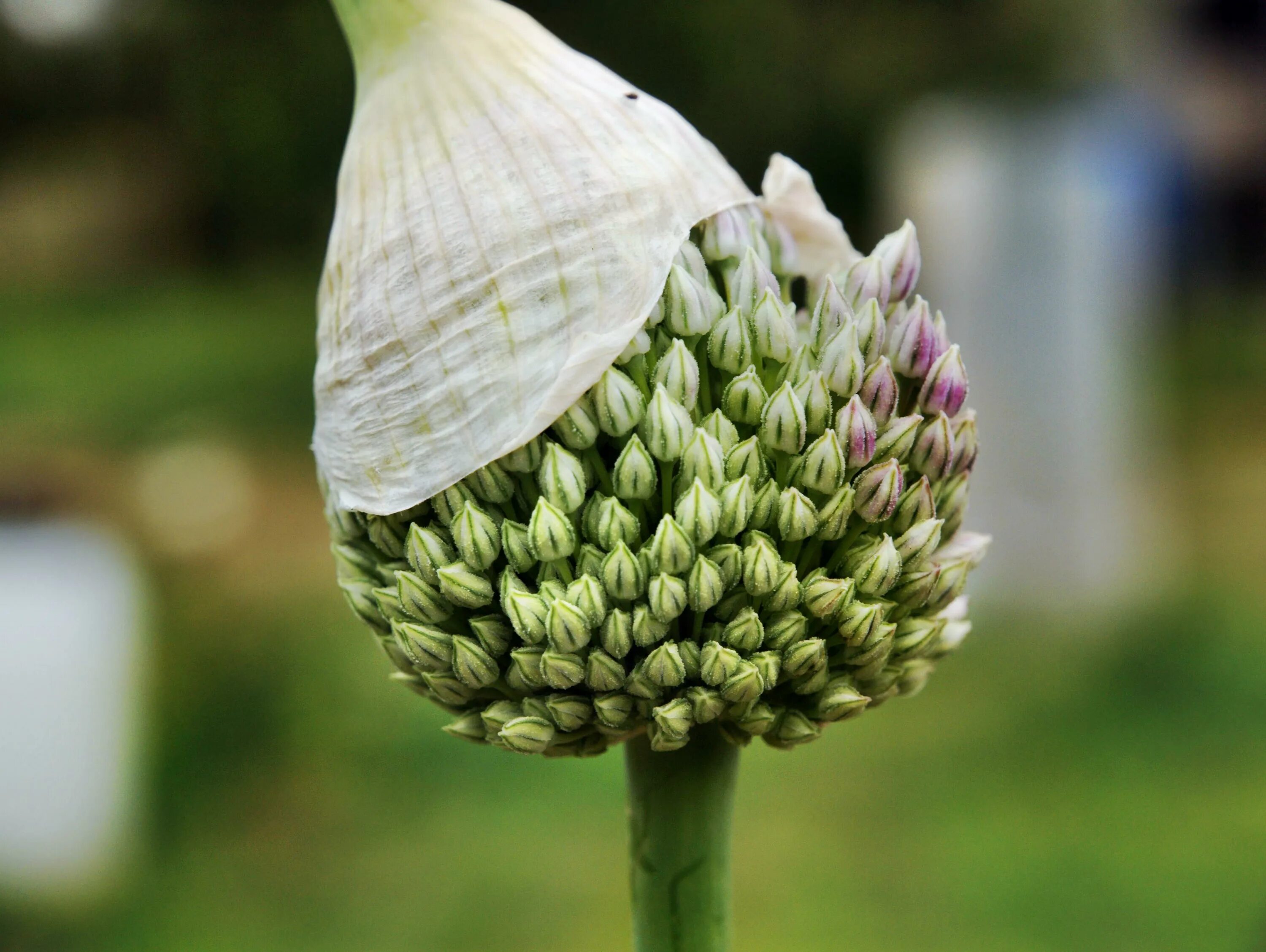 Allium sativum фото. Соцветие рокамболь. Соцветие чеснока. Травяные бульбочки. Зонтик чеснока.