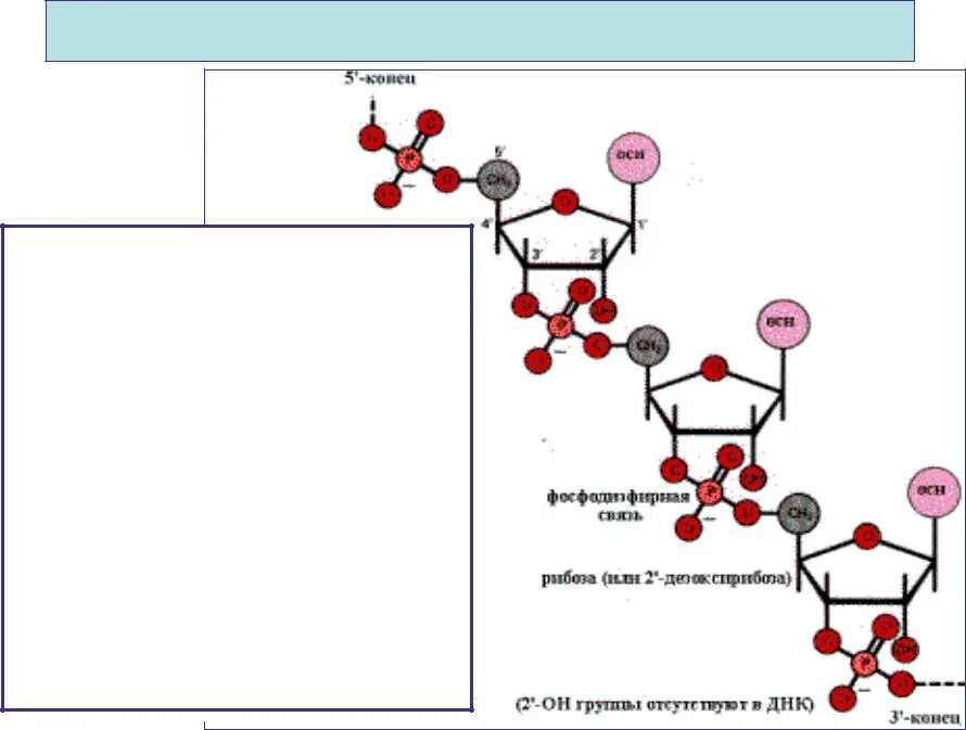 Полинуклеотидная цепь связи. Образование фосфодиэфирной связи между нуклеотидами. Строение ДНК фосфодиэфирные связи. 3 5 Фосфодиэфирная связь РНК. Фосфодиэфирная связь между нуклеотидами.