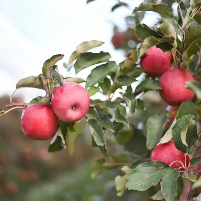 яблоня пинк леди. сорт яблок пинк. Pink lady яблоки. пинк леди яблоки дерево. яблоня пинк описание сорта.