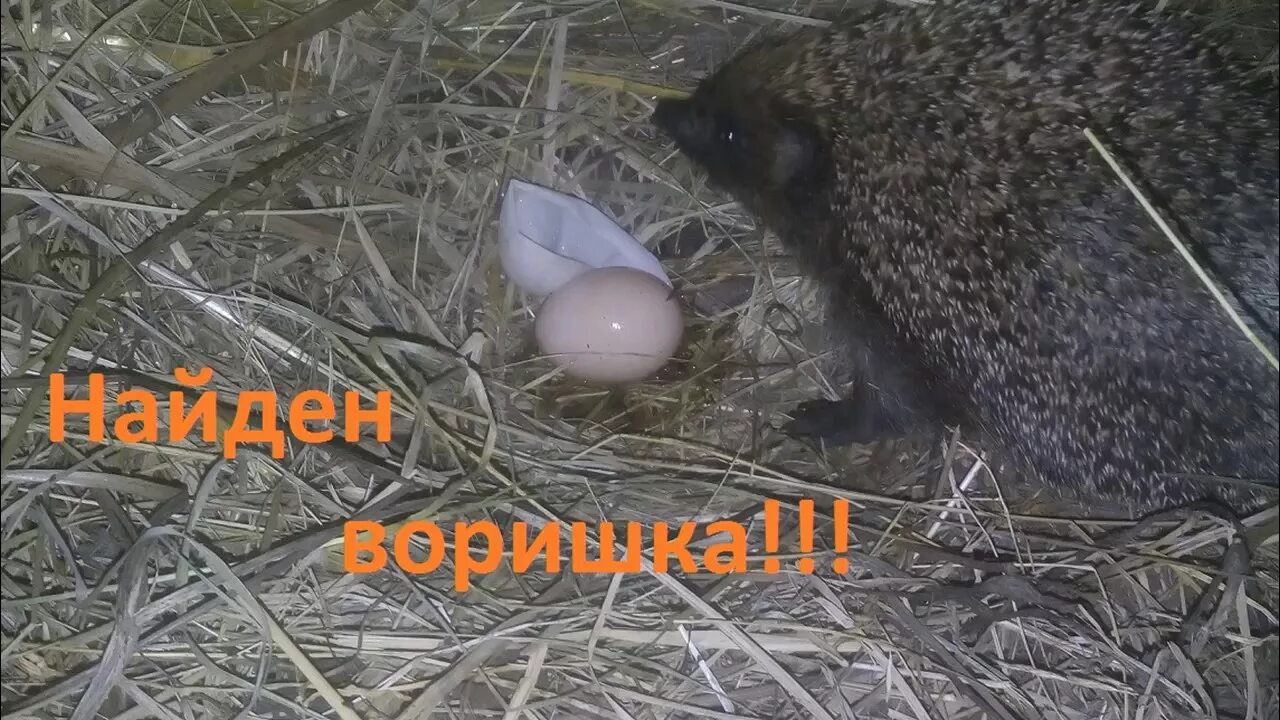 Добавлять ли яйцо в ежики