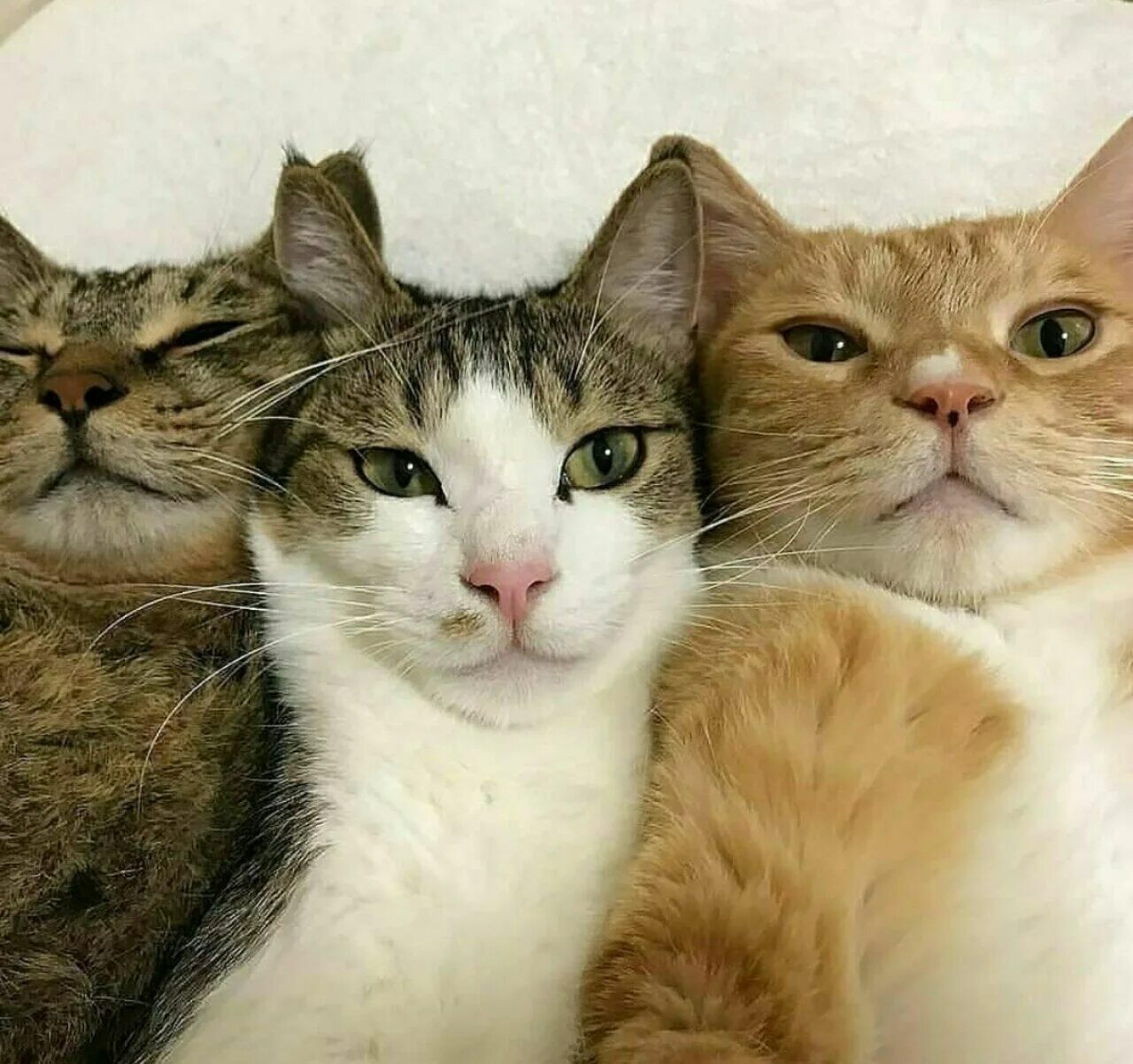 Три кошки. Веселые кошки. Три смешных кота. Четыре кота.