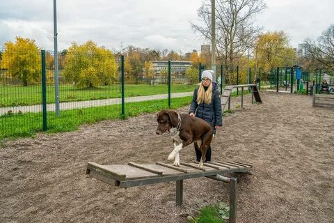 Выгул собак московский