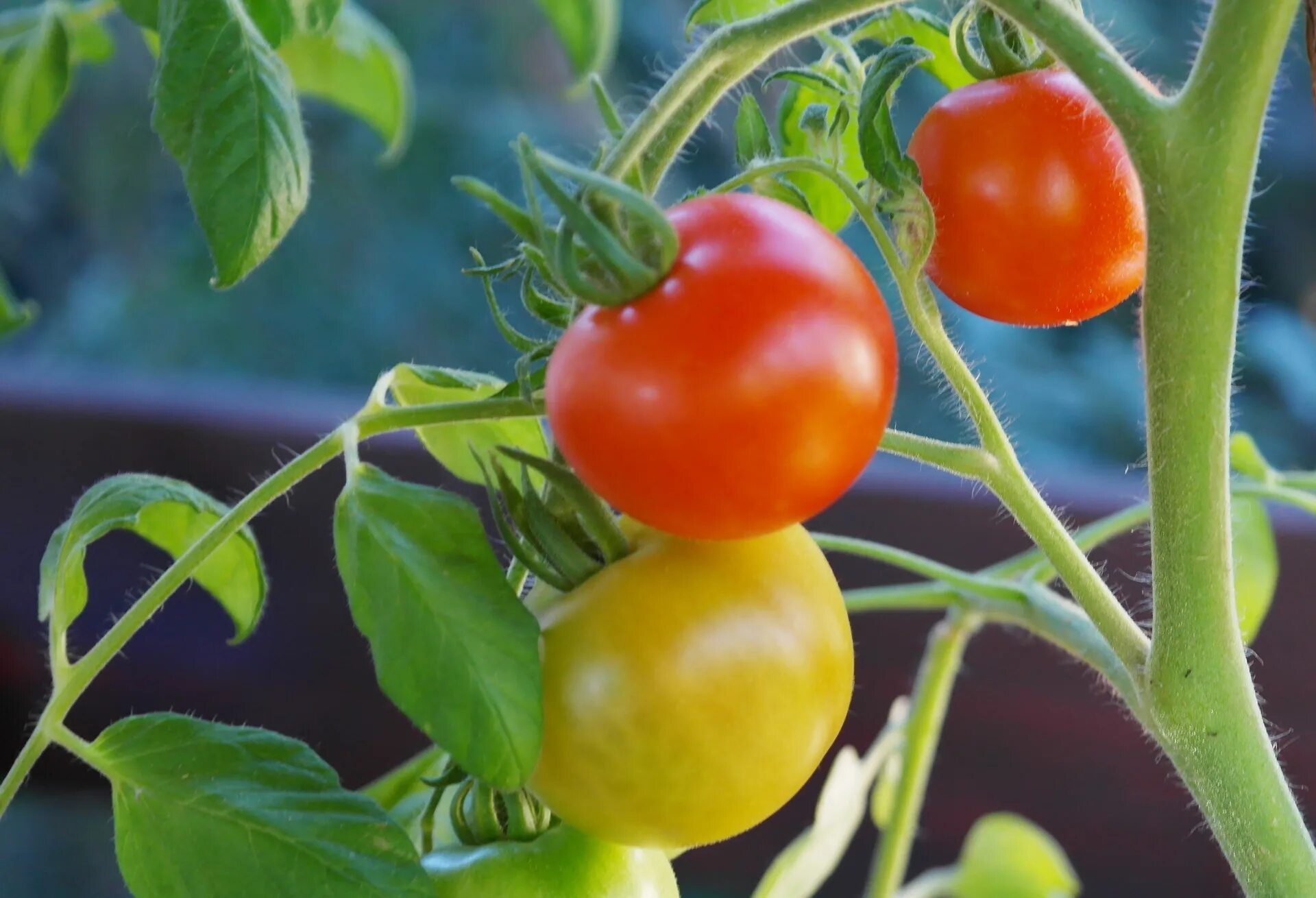 Tomato grow