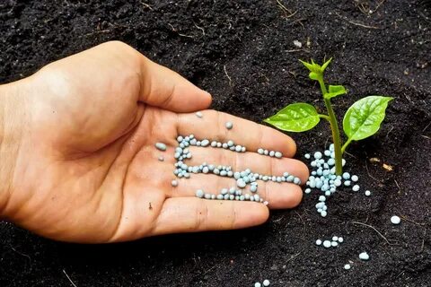Удобрение растительного происхождения
