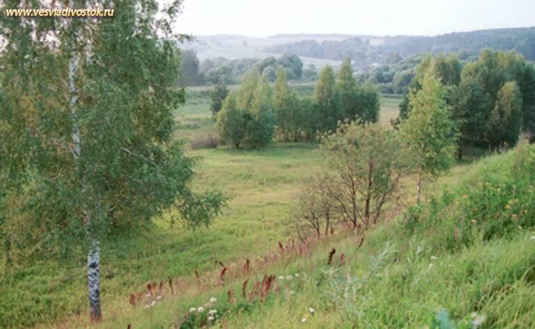 Тульские Засеки заповедник. Малиновая засека. Малиновая засека Тула. Оборонительные Лесные Засеки. Засеки лет