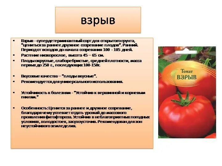 Томат взрыв описание урожайность. Взрыв сорт томатов описание сорта. Семена томат взрыв. Томат взрыв СЕДЕК описание.