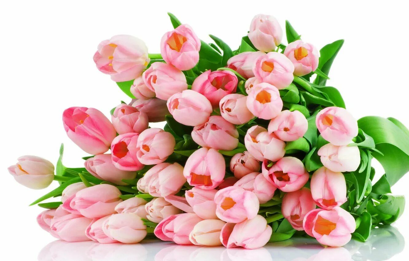 Розовые тюльпаны. Нежные тюльпаны. Весенний букет. Поздравляем с 8 своими словами от души