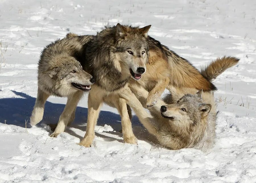 Вольф новое. Трусливый волк. Танцующие волки. Волк трусливое животное.