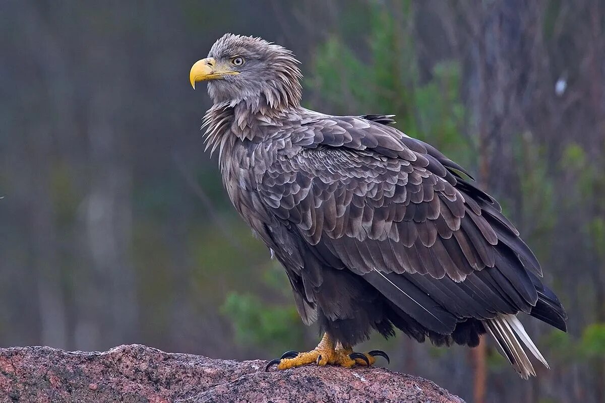 Орлан белохвост. Орлан-белохвост haliaeetus albicilla. орлан-белохвост (haliaeetus albicilla (l.). орлан-белохвост таганай.