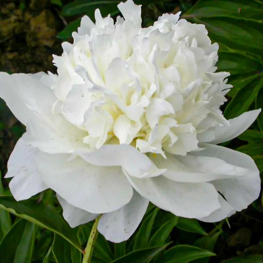 Пион уайт айвори. Пионы white. Пион молочноцветковый одиль. Пион charlies white. Пион молочноцветковый примавера.