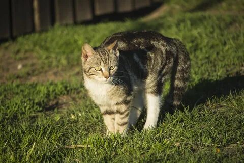 Кошки домашние беспородные