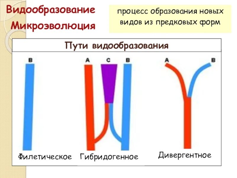 Процессы видообразования микроэволюция. Пути и формы видообразования.. Микроэволюция видообразование таблица. Формы видообразования дивергентное филетическое гибридогенное. Схема процесса видообразования.