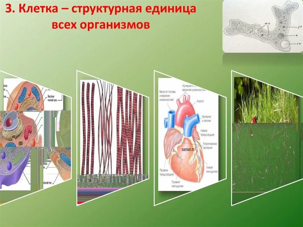 Структурной единицей живого организма является. Клетка структурная единица организма. Структурные единицы клетки. Клетка структурно функциональная единица организма. Клетка структурно функциональная единица живого.