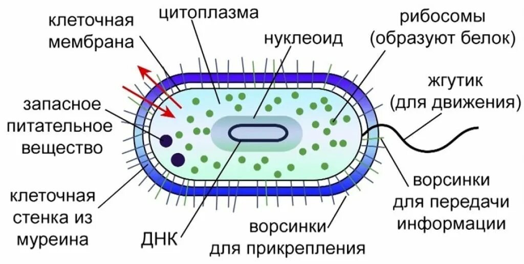 Прокариоты задания. Схема строения бактериальной клетки. Схема клетки бактерии. Строение бактериальной клетки рисунок. Схема строения бактериальной клетки биология.