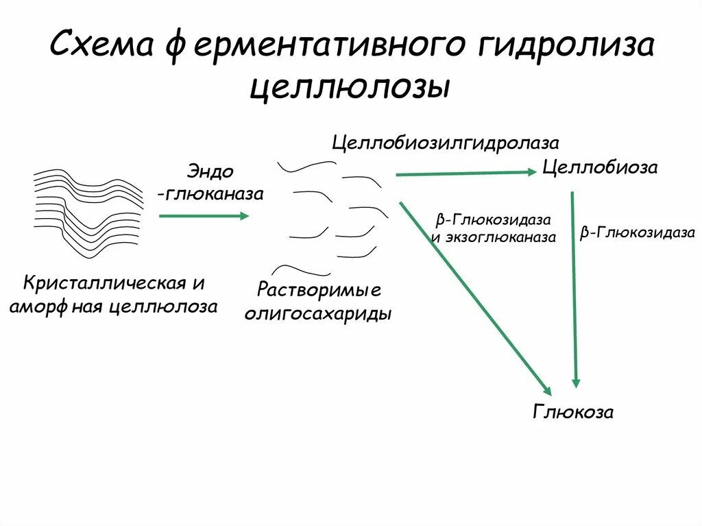 Целлюлоза вступает в гидролиз. Схема ферментативного гидролиза целлюлозы. Ферментативный гидролиз целлюлозы. Ферментативное разложение целлюлозы. Схема микробиологического разложения целлюлозы.