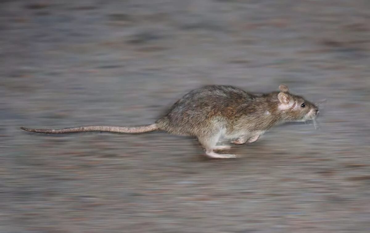 Полевая мышь убегает. Мышка бежит. Крыса бежит. Крыса убегает. Мышь убегает.