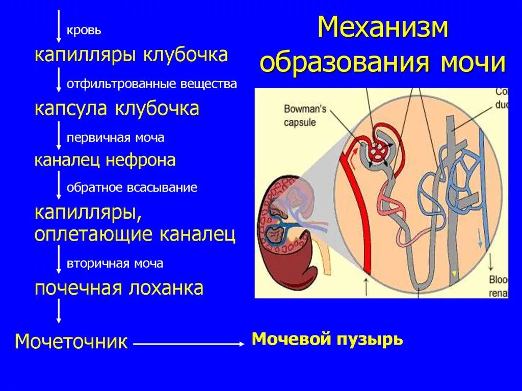 Образование мочи тест. Механизм образования и выделения мочи. Первичная моча механизм образования. Капилляры почечных клубочков. Вторичная моча механизм образования.