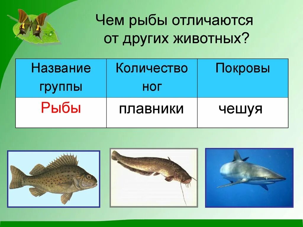 Группа животных рыбы. Чем рыбы отличаются от других животных. Окружающий мир тема рыбы. Рыбы 2 класс.