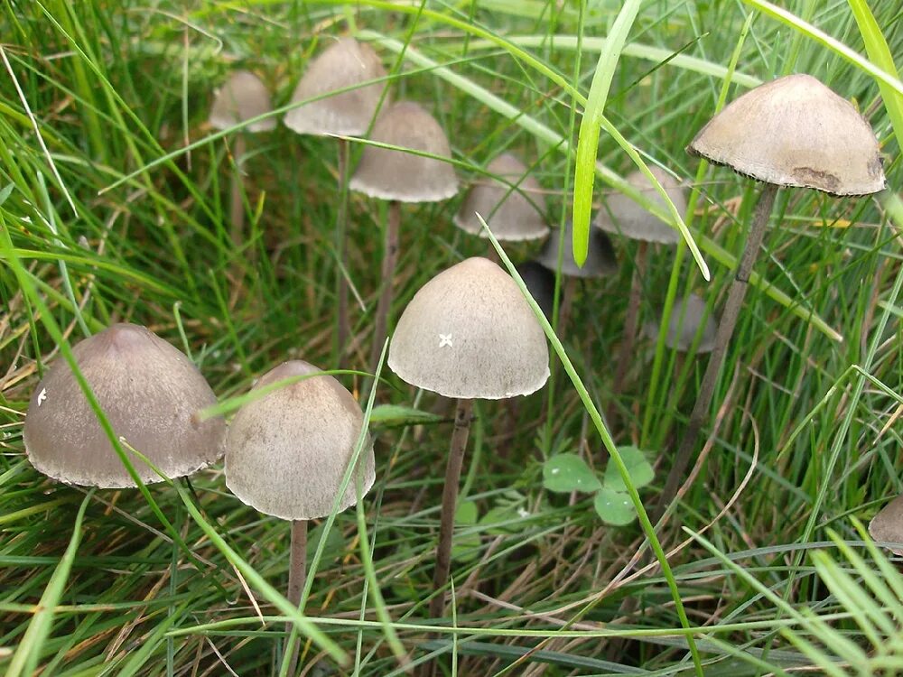 Панеолус. Панеолус гриб. Панеолус колокольчатый. Панэолус (panaeolus). Панеолус.
