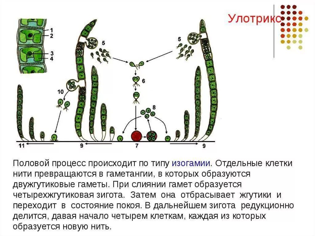 Улотрикс цикл размножения. Жизненный цикл водорослей улотрикса. Нитчатые зеленые водоросли улотрикс. Улотрикс 1 улотрикс 2 улотрикс 2 3 4 улотрикс 1 улотрикс.