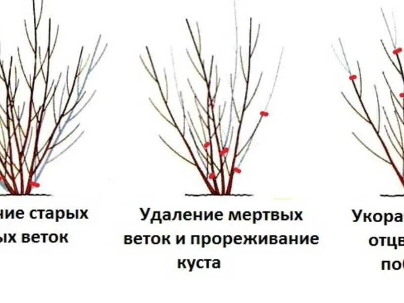 Можно ли обрезать сирень. Миндаль трехлопастной обрезка. Миндаль декоративный кустарник обрезка. Миндаль куст обрезка. Схема обрезки миндаля весной.