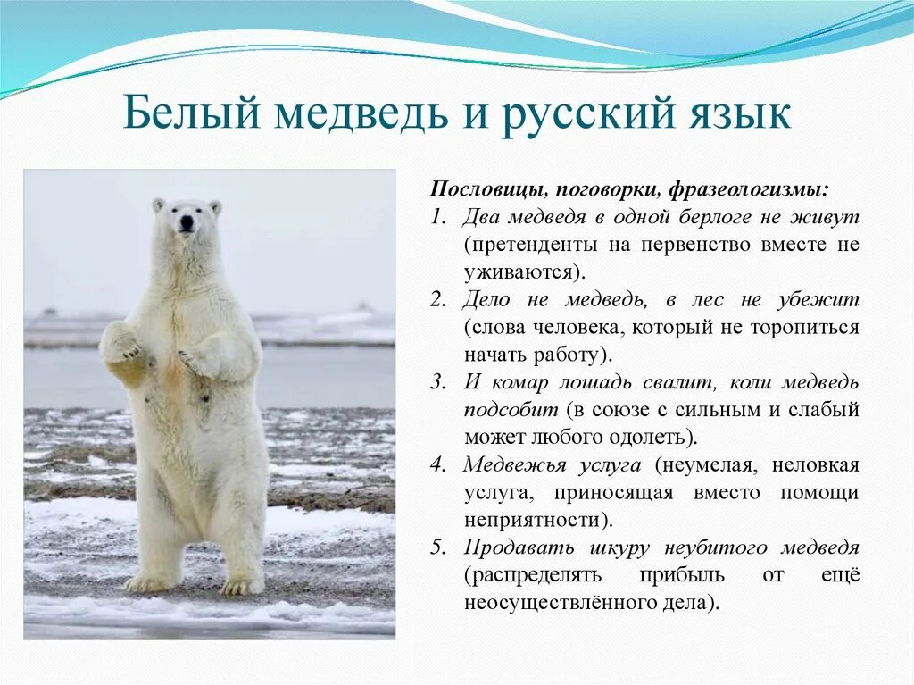 Текст белый медведь 4 класс. Белый медведь презентация. Сообщение о белом медведе. Доклад про белого медведя. Белый медведь слайд.