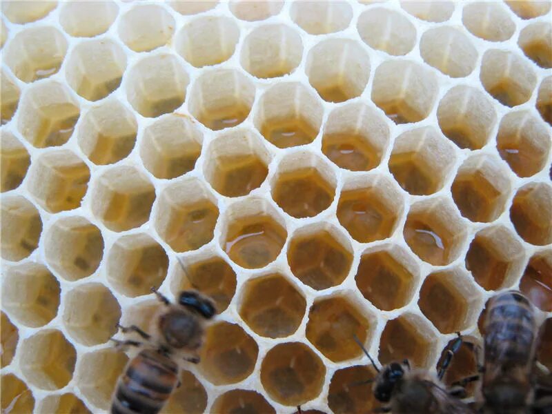 Искусственная восковая основа пчелиных сот 6 букв. Пчелиный расплод. Открытый расплод пчел. Суточный расплод пчел. Засев расплод.