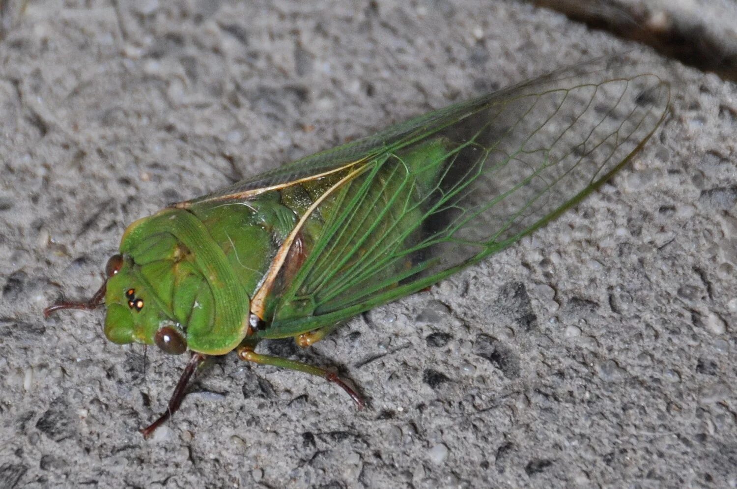 Жук цикада. Муха цикада зеленая. Цикада насекомое Краснодарский край. Цикада зеленая цикадка зеленая.