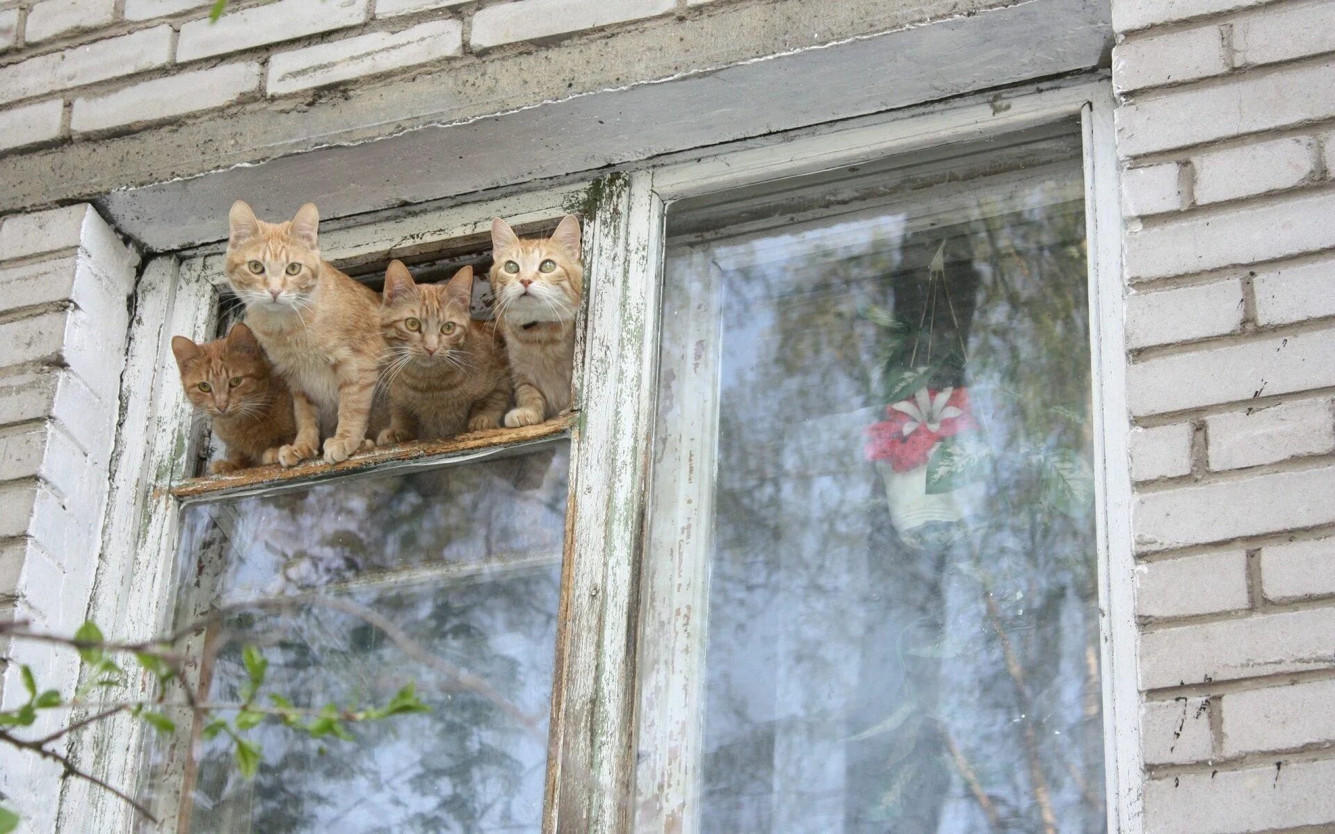 Я выглянул из окна и увидел. Кот на окне. Кот в форточке. Коты на форточке.