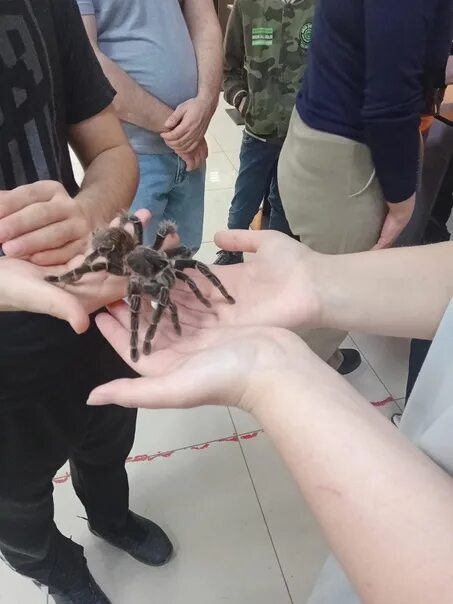 Паук птицеед r2. Выставка пауков краснодар. Пауки гиганты выставка. Выставка пауков волгоград. Выставка пауков в орле.